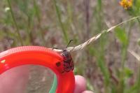 Zygaena carniolica