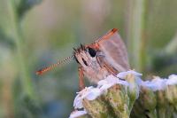 Thymelicus sylvestris