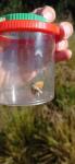 Thymelicus sylvestris