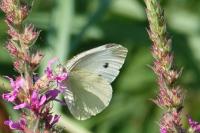 Pieris rapae