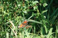 Aglais io