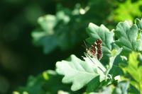 Araschnia levana