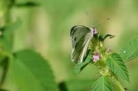 Pieris napi
