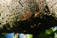 Polygonia c-album