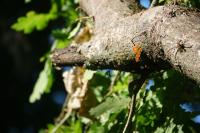 Polygonia c-album