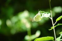 Pieris brassicae