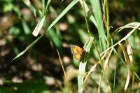 Pyronia tithonus