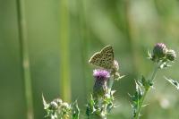 Lycaena tityrus