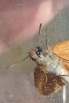 Thymelicus sylvestris