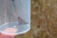 Thymelicus sylvestris