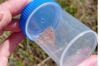 Coenonympha pamphilus