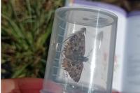 Carcharodus alceae
