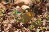 Colias crocea