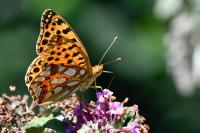 Issoria lathonia