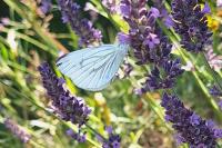 Pieris napi