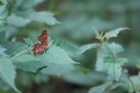 Polygonia c-album