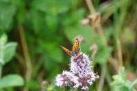 Lycaena phlaeas