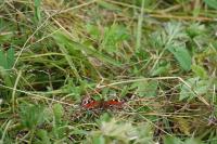 Aglais io
