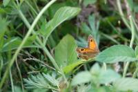 Pyronia tithonus