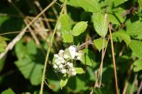 Pieris rapae