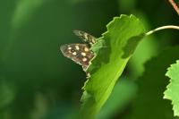 Pararge aegeria