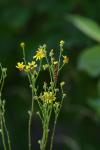 Tyria jacobaeae