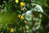 Pieris rapae