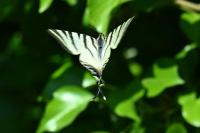 Iphiclides podalirius