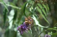 Vanessa cardui