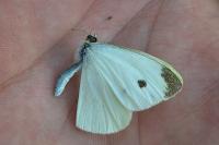 Pieris rapae