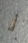 Chrysoteuchia culmella