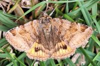 Euclidia glyphica