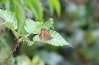 Pyronia tithonus