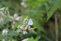 Celastrina argiolus