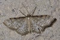 Idaea fuscovenosa
