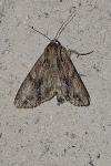 Apamea monoglypha