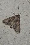 Apamea monoglypha