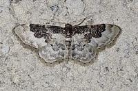 Idaea rusticata