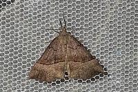 Hypena proboscidalis