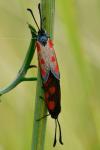Zygaena loti