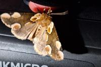 Thyatira batis