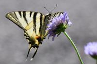 Iphiclides podalirius