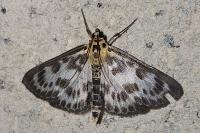Anania hortulata