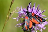 Zygaena filipendulae