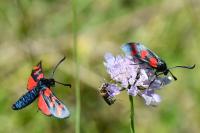 Zygaena filipendulae