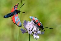 Zygaena filipendulae