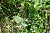 Pieris brassicae