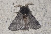 Thaumetopoea processionea