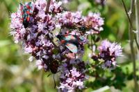 Zygaena filipendulae