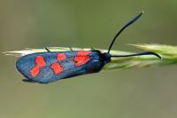 Zygaena transalpina